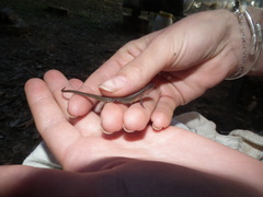 Loxopholis guianense