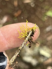 Teloschistes flavicans