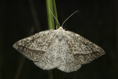 Lychnosea intermicata