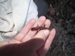 Loxopholis guianense