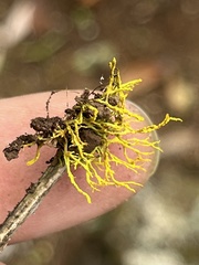 Teloschistes flavicans