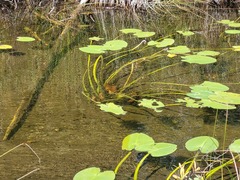 Nuphar variegata