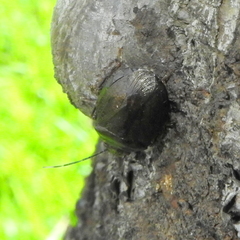 Antiteuchus
