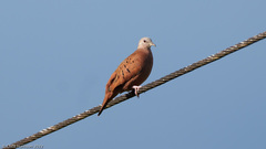 Columbina talpacoti rufipennis