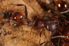 Aphaenogaster fulva