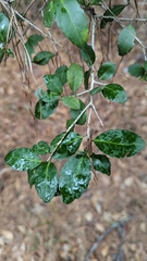 Ilex vomitoria