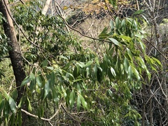 Cinnamomum insularimontanum