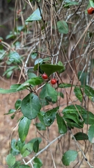 Ilex vomitoria