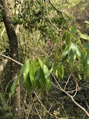 Cinnamomum insularimontanum