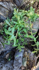 Sedum glabrum