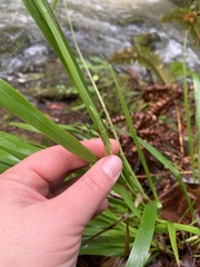 Anthoxanthum occidentale