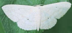 Scopula