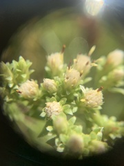 Sericocarpus rigidus