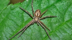 Rhysodromus histrio