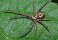 Rhysodromus histrio
