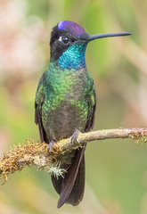 Eugenes spectabilis