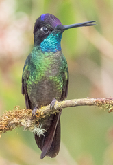 Eugenes spectabilis