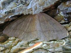 Lambdina pellucidaria