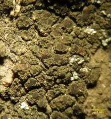 Fuscopannaria crustacea