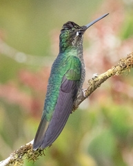 Eugenes spectabilis