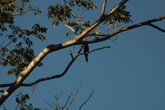 Cassiculus melanicterus