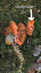 Trametes sanguinea