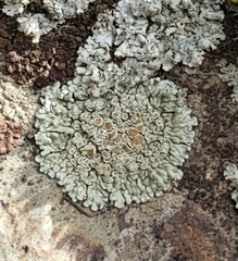 Protoparmeliopsis muralis