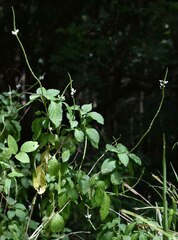 Stachytarpheta cayennensis