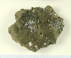 Fuscopannaria crustacea