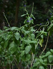 Stachytarpheta cayennensis