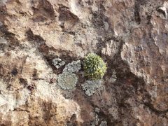 Protoparmeliopsis muralis