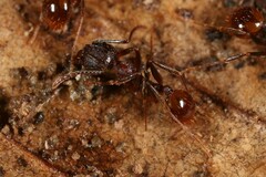 Aphaenogaster fulva