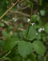 Stachytarpheta cayennensis