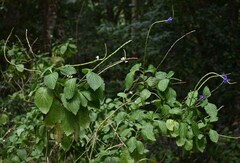 Stachytarpheta cayennensis
