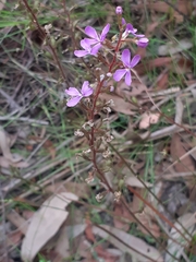Stylidium productum