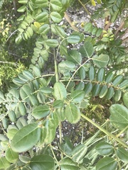 Sophora tomentosa