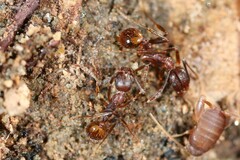 Aphaenogaster fulva