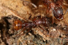 Aphaenogaster fulva