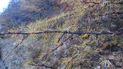 Larix griffithii