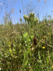 Sericocarpus rigidus
