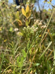 Sericocarpus rigidus