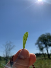 Sericocarpus rigidus