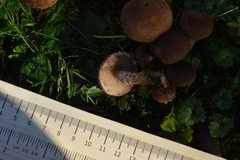 Pholiota terrestris