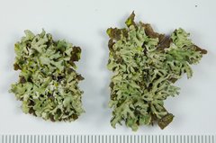 Hypogymnia gracilis
