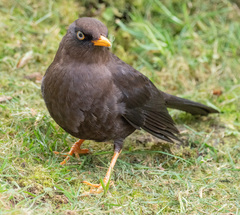 Turdus nigrescens