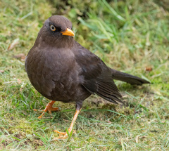 Turdus nigrescens