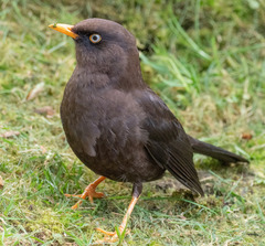 Turdus nigrescens