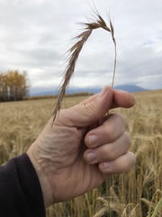 Elymus sibiricus