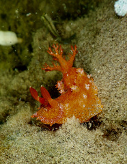 Plocamopherus imperialis
