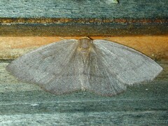 Lambdina pellucidaria